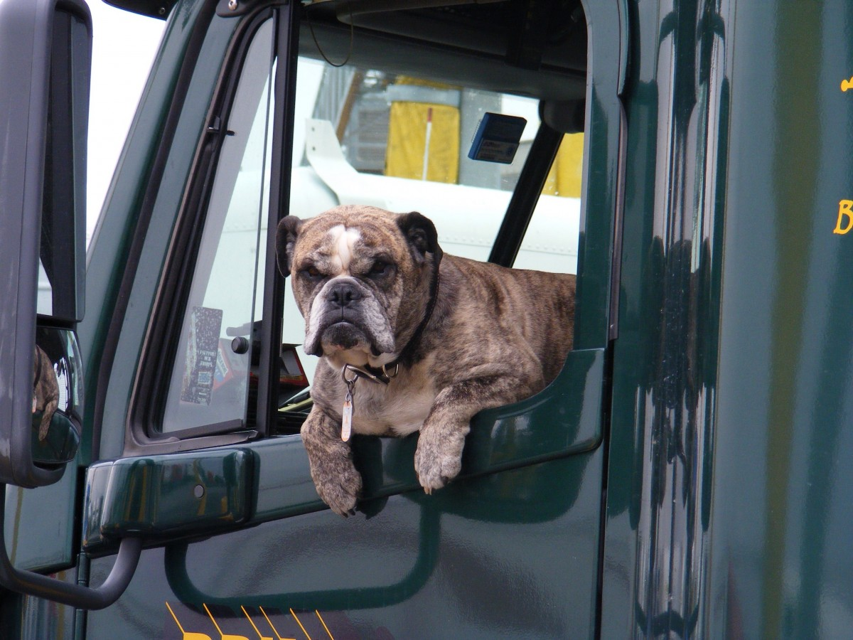 You are currently viewing Bill Proposed to Save Pets from Hot Cars.